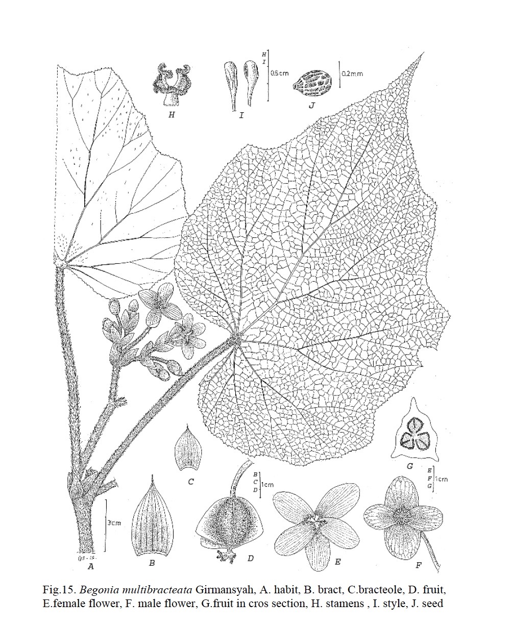 B. multibracteata